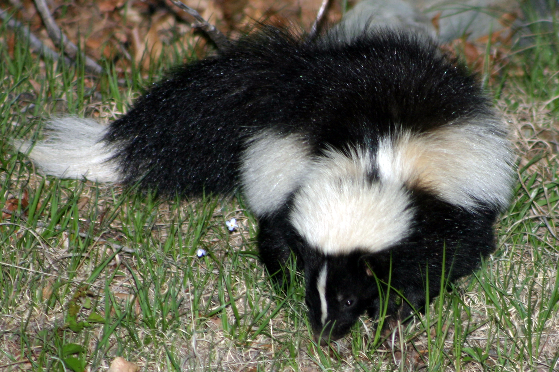 Copper's Distract Facts - Striped Skunk
