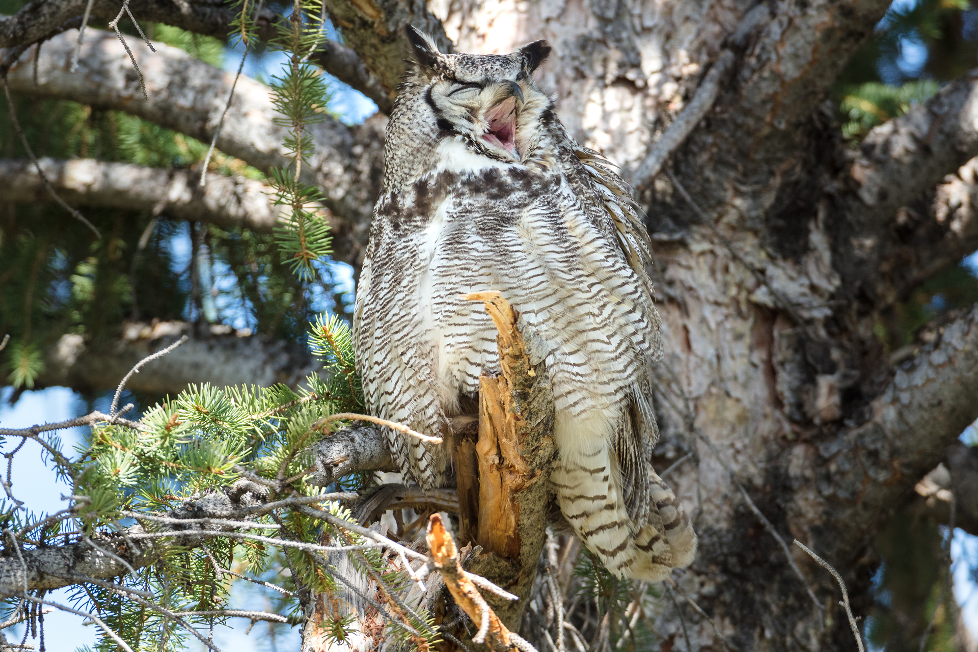 Copper's Distract Facts - Scrumptious Skunks