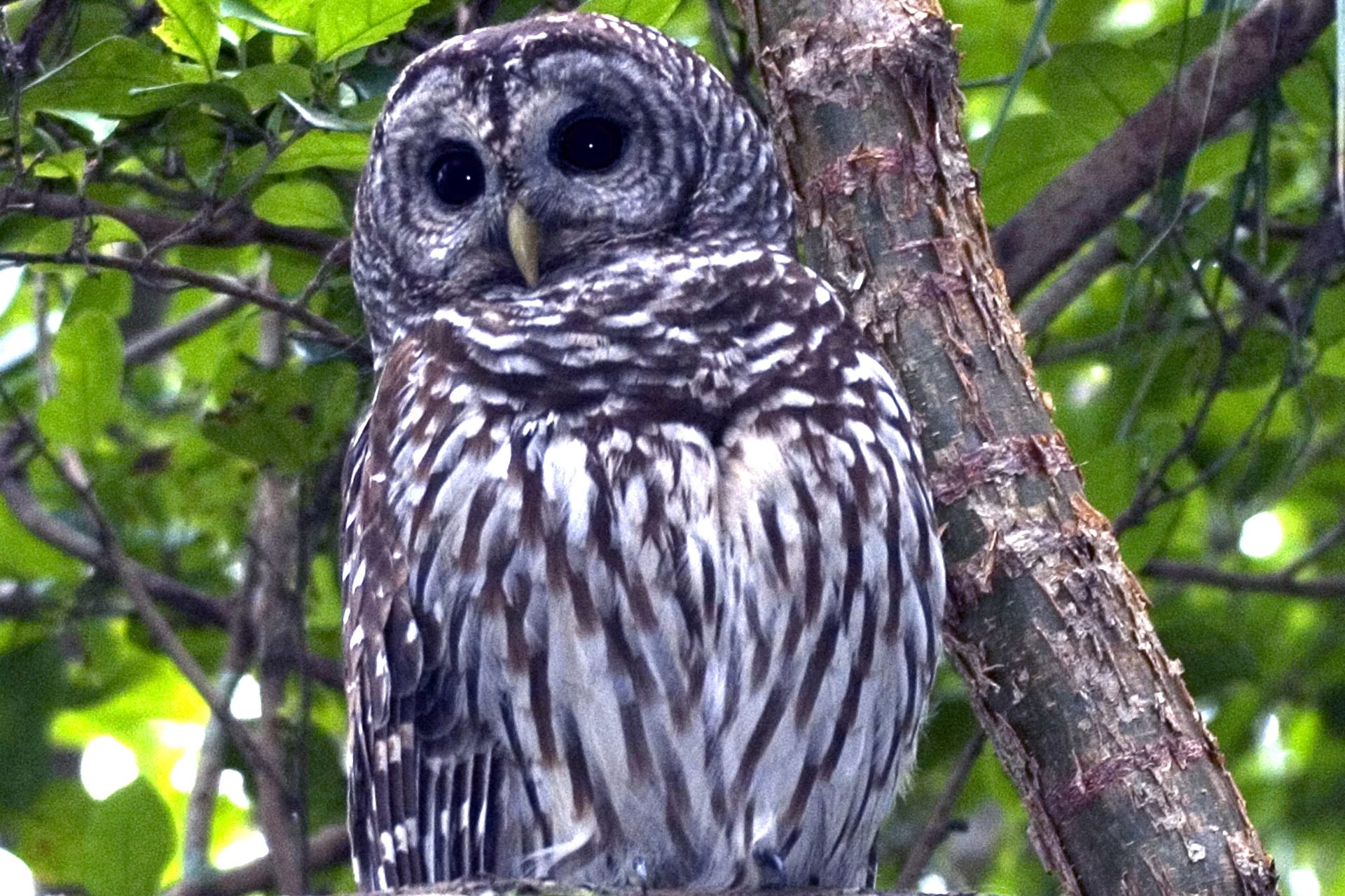 Copper's Distract Facts - Barred Owl
