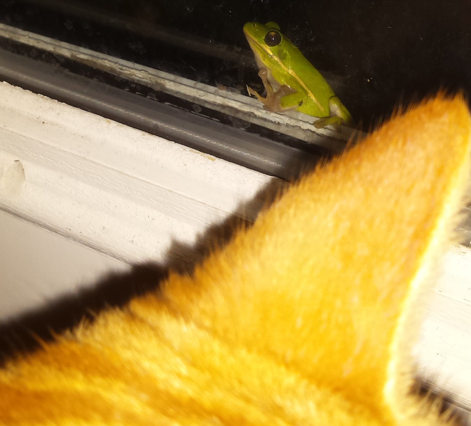 Copper's Distract Facts - Frog Tympanum