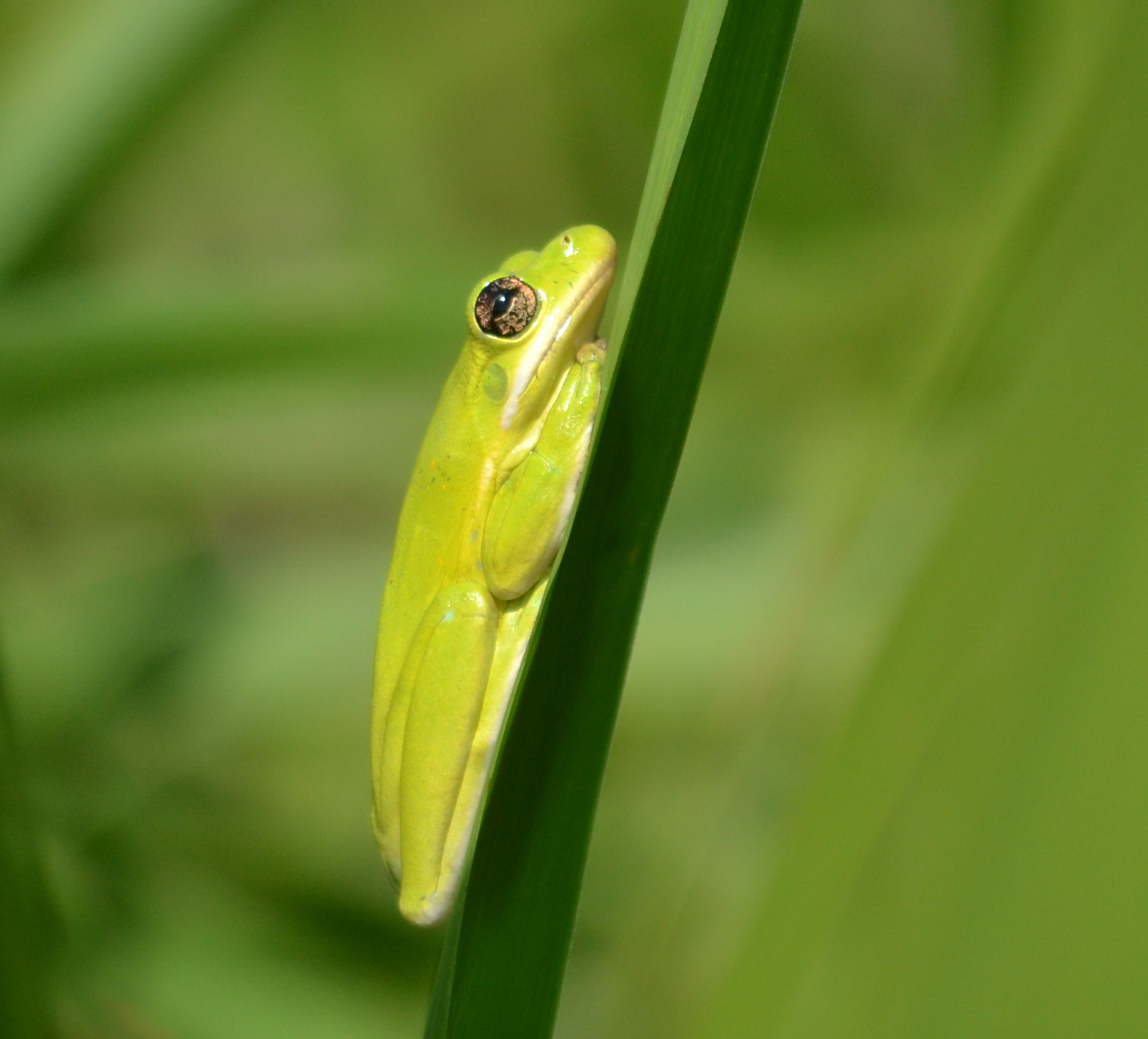Copper's Distract Facts - Frog Tympanum