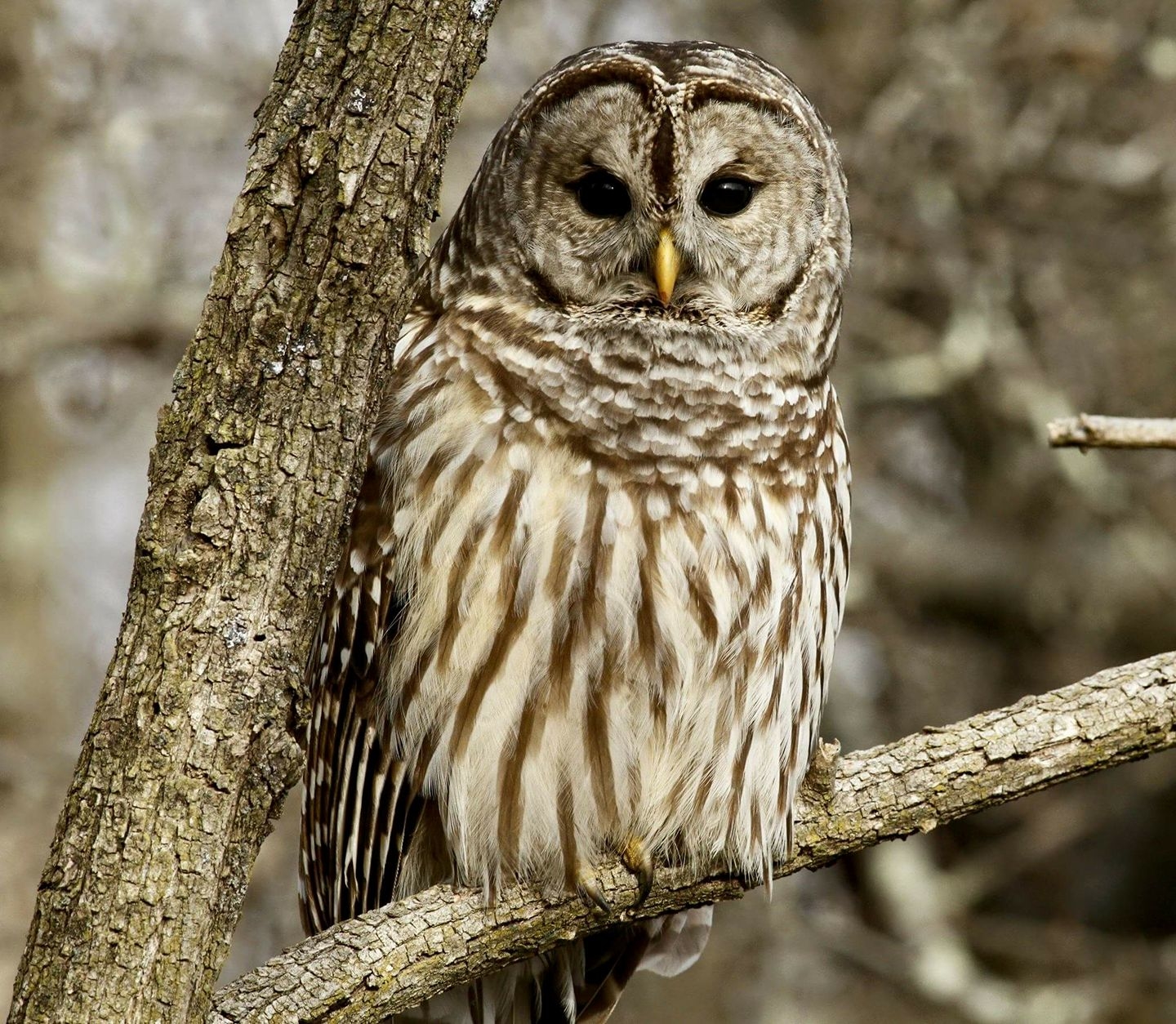 Copper's Distract Facts - Barred Owl