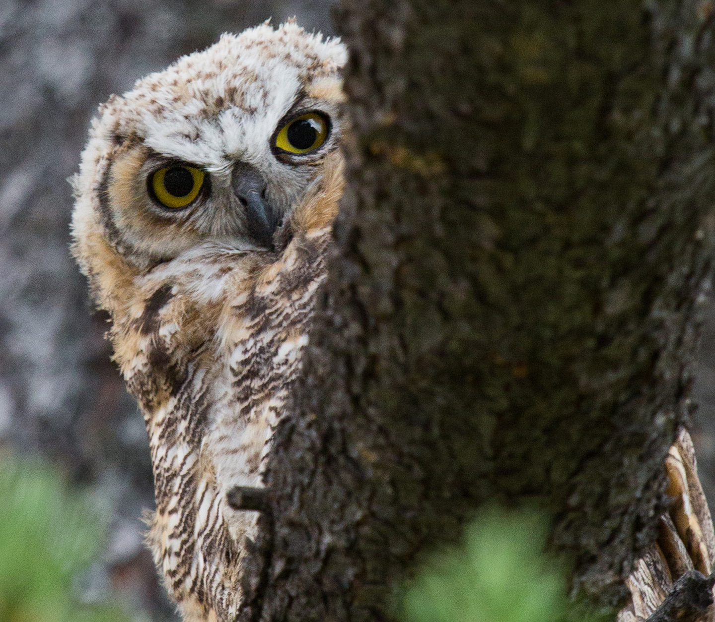 Copper's Distract Facts - Great Horned Owl Fledgling
