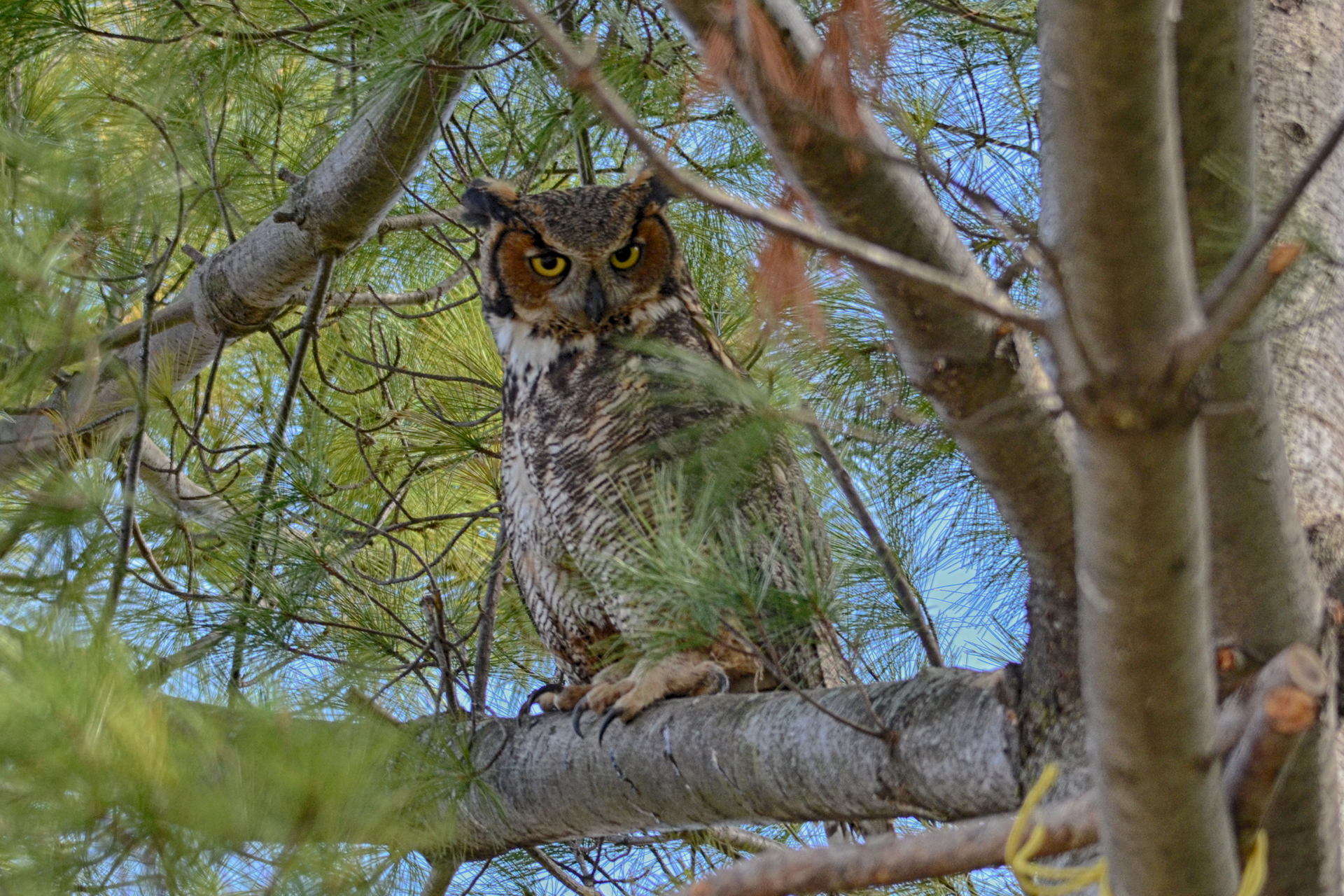 Copper's Distract Facts - Owl Hoots