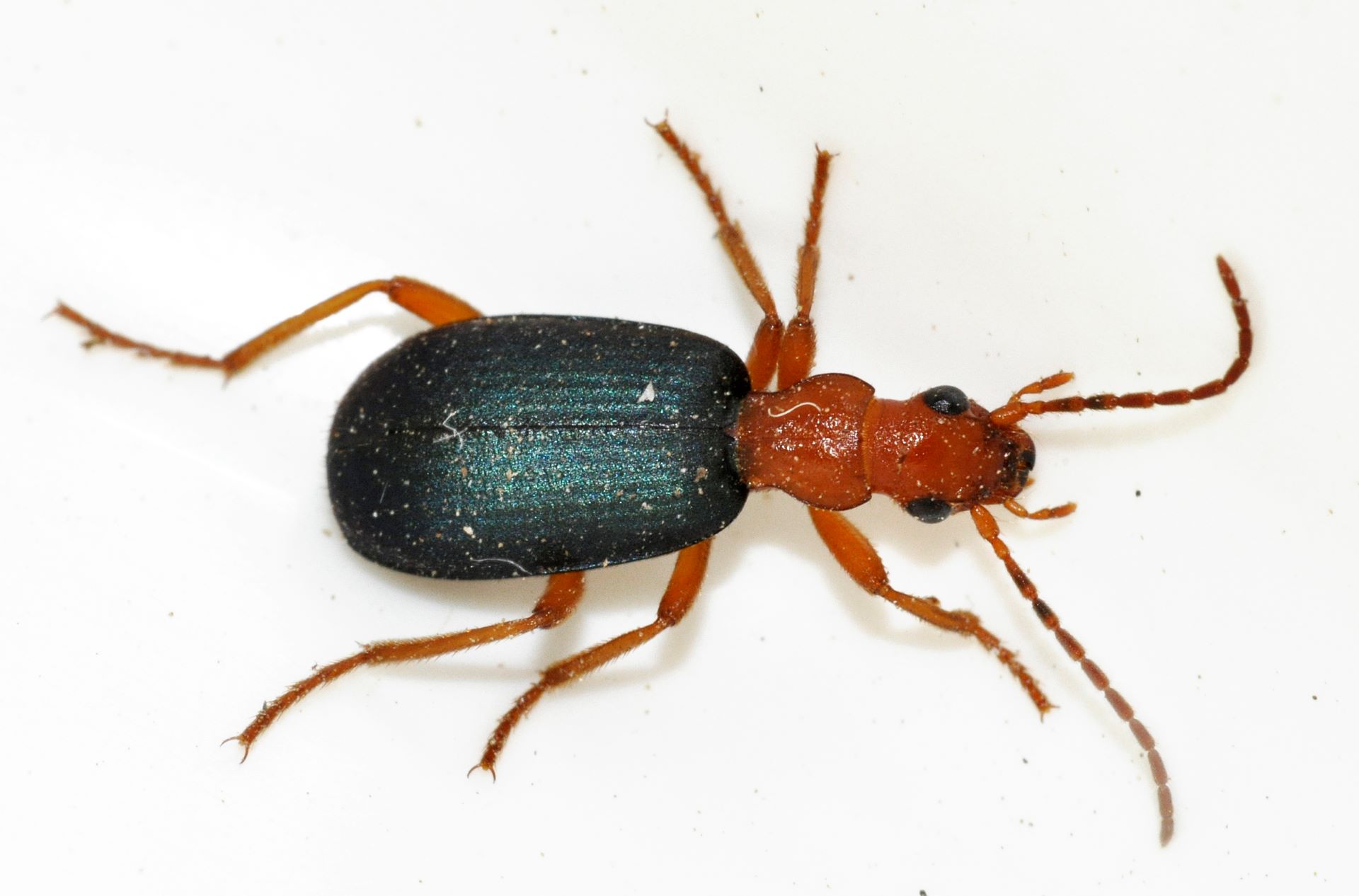 Copper's Distract Facts - Bombardier Beetles