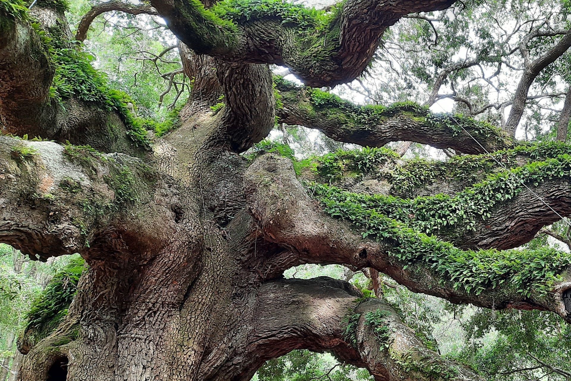 Copper's Distract Facts - The Angel Oak