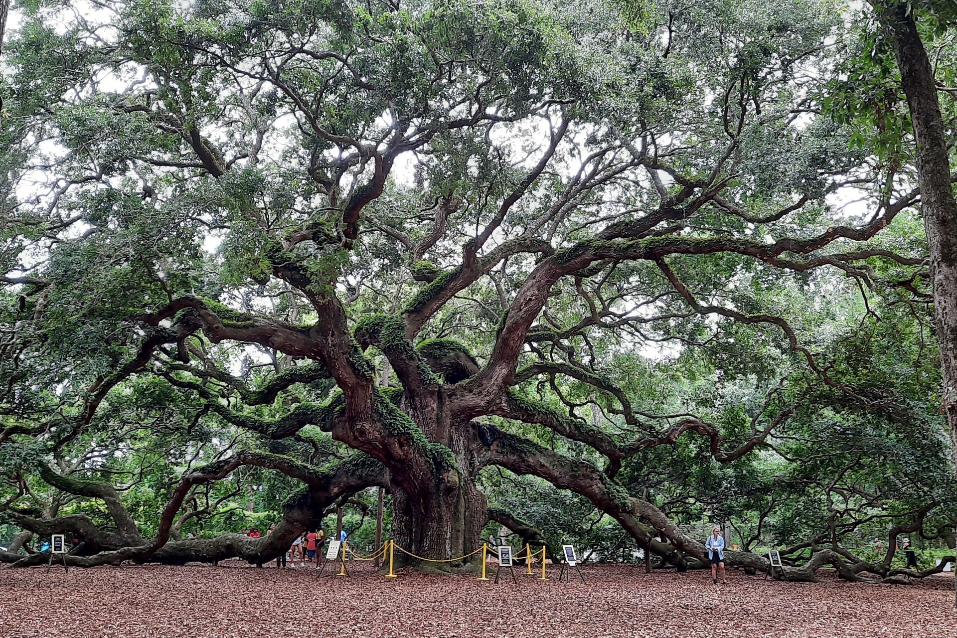 Copper's Distract Facts - The Angel Oak